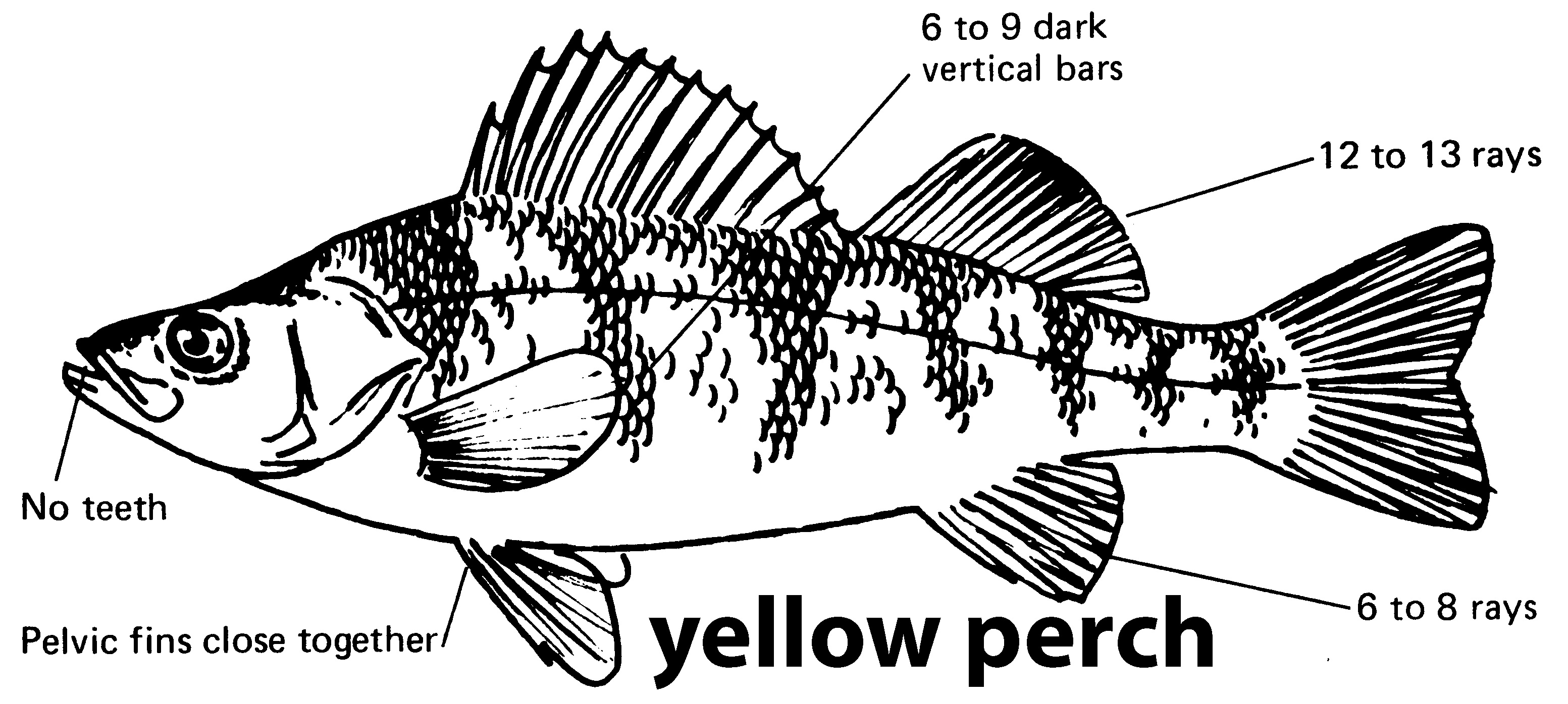 characteristics of a yellow perch